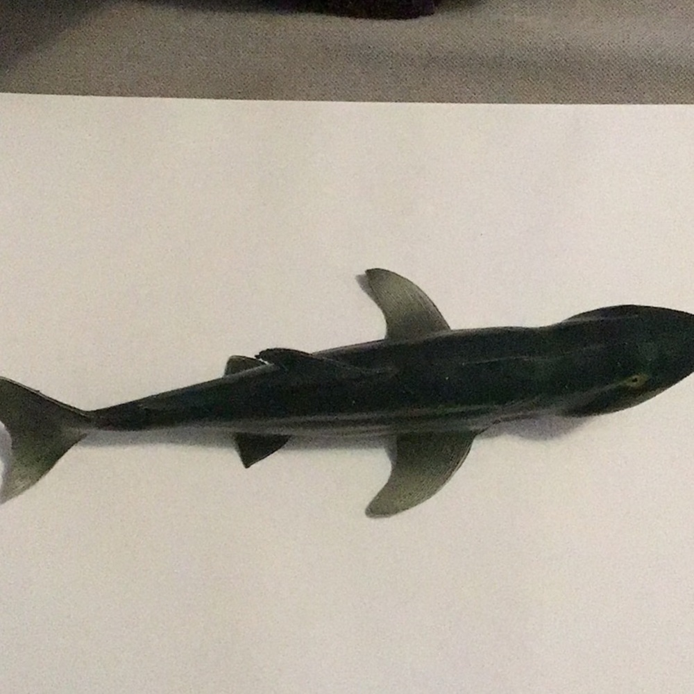 shark toy